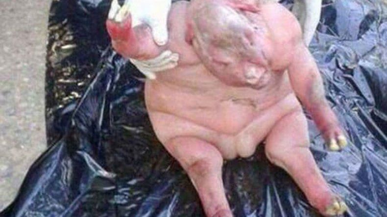 Una oveja dio a luz a una cría muerta que tenía una malformación.