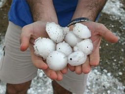 La tormenta de granizo afectó gran parte de la producción. La tormenta de granizo afectó gran parte de la producción.