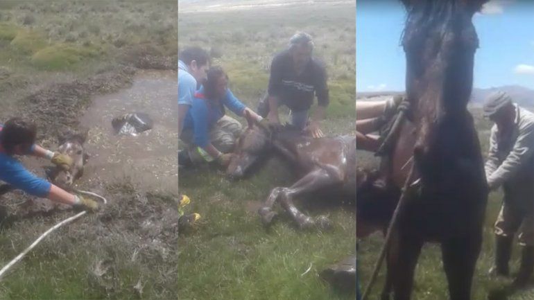 Video: un caballo estuvo atrapado más de un día en una pozo con agua y los bomberos lo rescataron