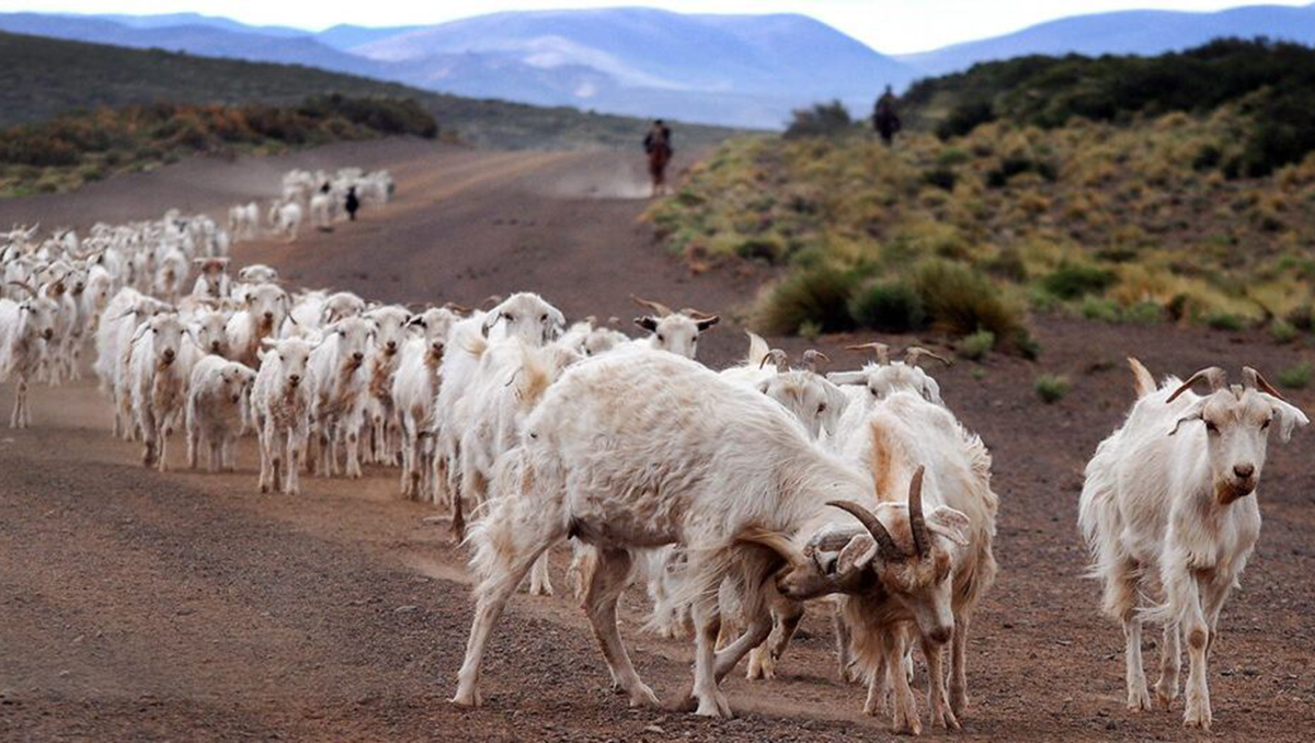 La Sociedad Rural de Neuquén advierte faltante de chivos y corderos para la venta en estas fiestas