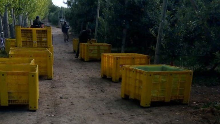 Comenzó la cosecha de manzana: la gala abre la temporada