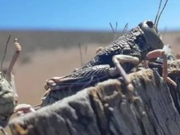 Vienen llegando. Alerta en la Patagonia por la plaga del Tucura Sapo. Vienen llegando. Alerta en la Patagonia por la plaga del Tucura Sapo.