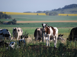 aftosa: sacrifican mas ganado para contener brote en europa aftosa: sacrifican mas ganado para contener brote en europa