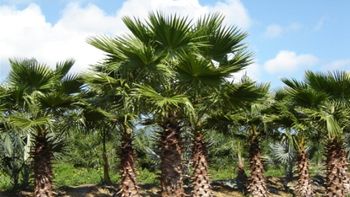 conoce las tres especies de palmeras resisten las heladas de la patagonia norte conoce las tres especies de palmeras resisten las heladas de la patagonia norte