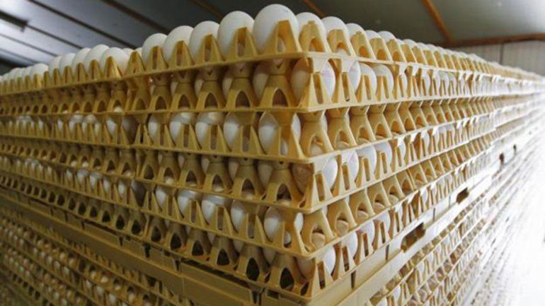 Holanda le pide a sus ciudadanos que no coman huevos