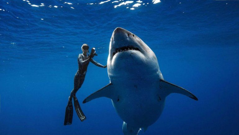 Tiburones drogados Tiburones drogados