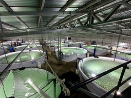 Colaboración clave: La visita de INIDEP a IDRIS Patagonia impulsa el futuro de la producción acuícola responsable en Argentina. Colaboración clave: La visita de INIDEP a IDRIS Patagonia impulsa el futuro de la producción acuícola responsable en Argentina.