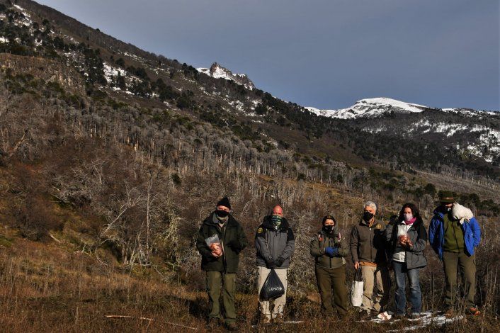 Plantaron 30 kilos de piñones para salvar un bosque quemado
