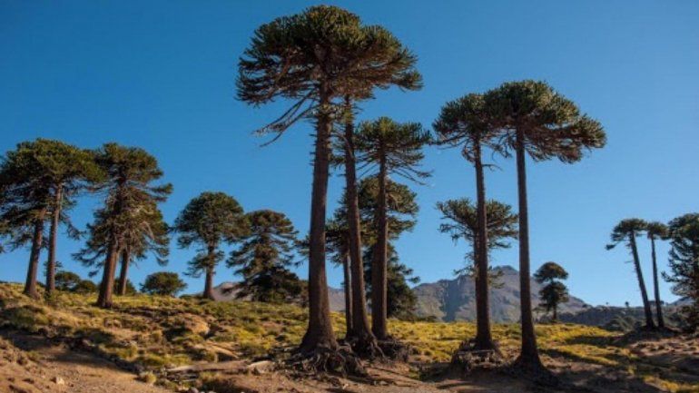 Una ONG suiza otorgará USD 200 mil para preservar el bosque de Pewen