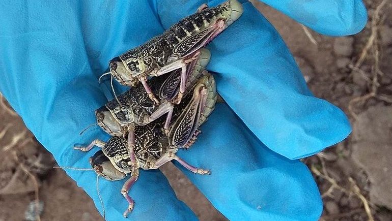 Tucura sapo: ¿Cómo es el insecto que pone en riesgo los cultivos?