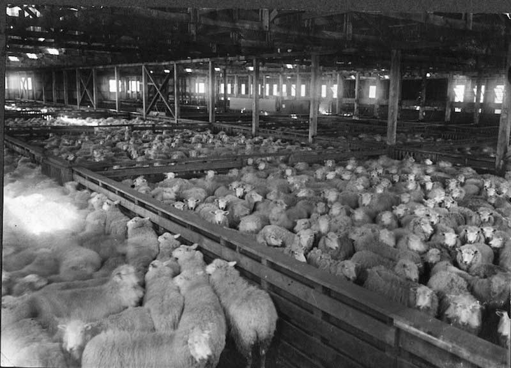 Estancia San Gregorio: Con la compra de 500 cabezas de ganado lanar de las Islas Malvinas, Menéndez fundó este establecimiento en 1880, marcando el inicio de su inmenso imperio ovejero. Estancia San Gregorio: Con la compra de 500 cabezas de ganado lanar de las Islas Malvinas, Menéndez fundó este establecimiento en 1880, marcando el inicio de su inmenso imperio ovejero.