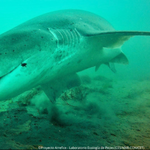 El tiburón gatopardo. | LM Neuquen El tiburón gatopardo.