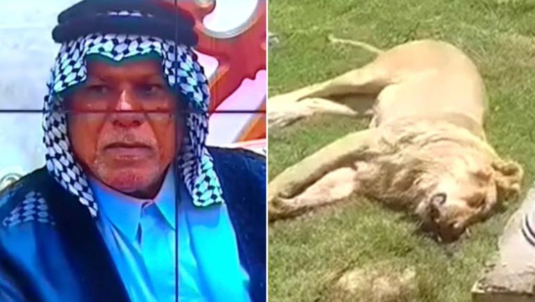El hombre devorado por el león en Irak acostumbraba a tener animales salvajes como mascotas. El hombre devorado por el león en Irak acostumbraba a tener animales salvajes como mascotas.