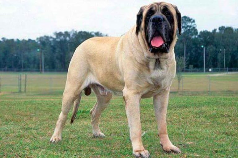 Así se ve un Mastín Inglés adulto. Así se ve un Mastín Inglés adulto.