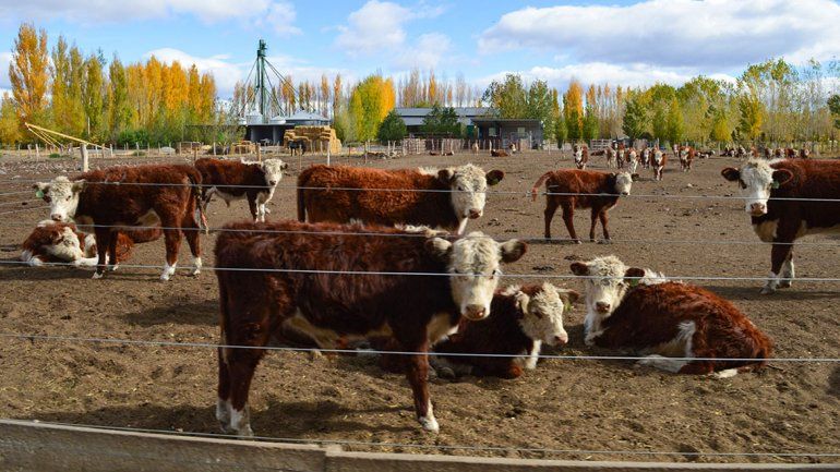 Neuquén ya podrá exportar carne tras el acuerdo de la UE