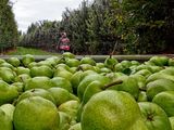 En algunas empresas, la cosecha de peras ya comenzó.