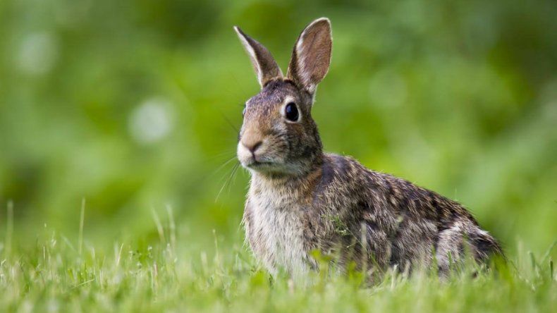 Una polémica por la erradicación de conejos en Ushuaia