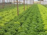 El cultivo bajo cubierta en el IDEVI creció un 924% en las últimas dos décadas.