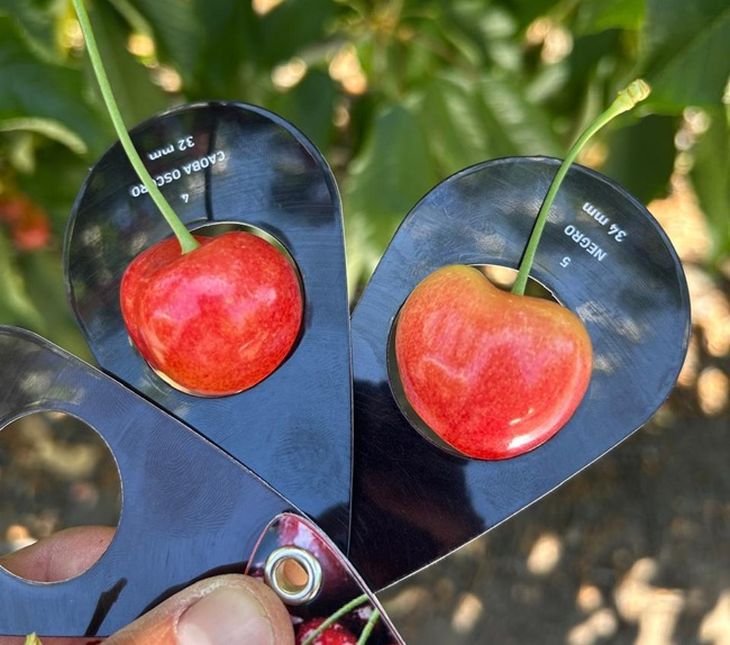 Su precocidad y firmeza la posicionan como una alternativa rentable frente a la sobreoferta.