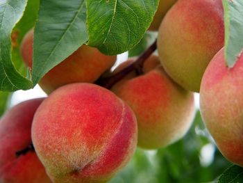 La producción de frutas de carozo en Brasil enfrenta pérdidas significativas tras una campaña marcada por eventos climáticos severos, aunque el sector mantiene expectativas de recuperación gracias a la tecnología y el apoyo estatal. La producción de frutas de carozo en Brasil enfrenta pérdidas significativas tras una campaña marcada por eventos climáticos severos, aunque el sector mantiene expectativas de recuperación gracias a la tecnología y el apoyo estatal.
