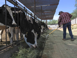 El crecimiento no será homogéneo ni suficiente para cerrar las brechas de desigualdad existentes, según la OCDE y la FAO. Fuente: El País