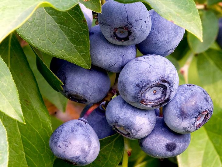 Lobesia es una plaga que afecta seriamente la productividad de muchas frutas. Los arándanos están en ese listado. Lobesia es una plaga que afecta seriamente la productividad de muchas frutas. Los arándanos están en ese listado.