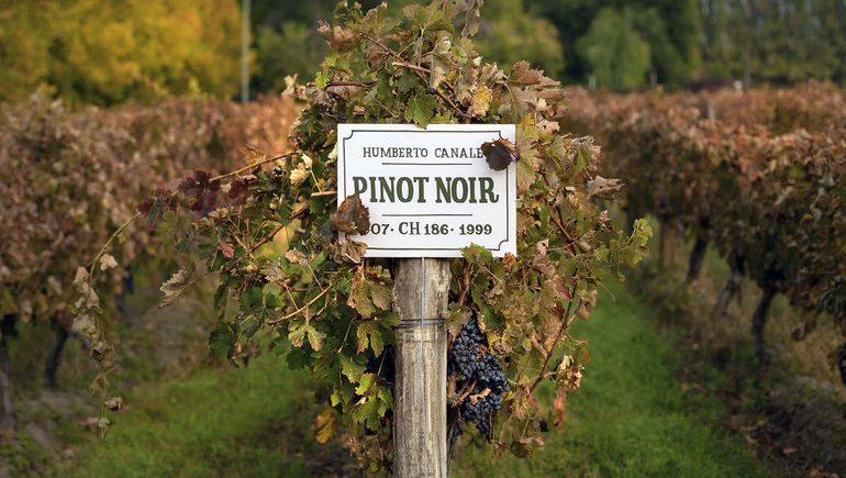 La identificación de una de las parcelas de Pinot Noir en la Bodega Humberto Canale.