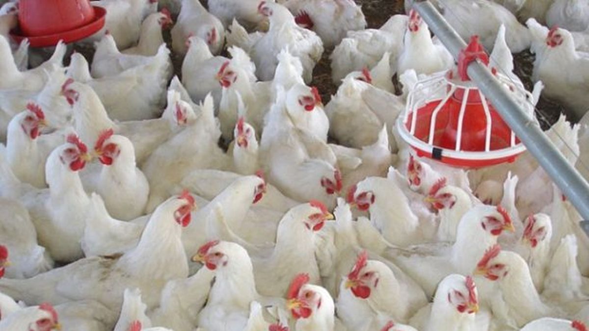 oferta regional de pollos crece 15% thumbnail