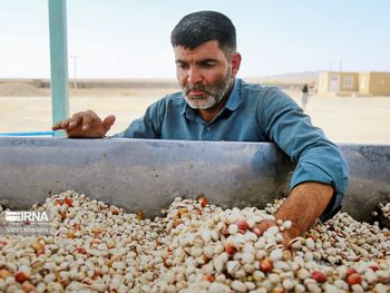 La crisis en Oriente Medio pone en alerta al sector del pistacho, ya que Irán es uno de los mayores exportadores del fruto seco a nivel mundial. La crisis en Oriente Medio pone en alerta al sector del pistacho, ya que Irán es uno de los mayores exportadores del fruto seco a nivel mundial.