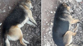 aseguran que la matanza de perros es aun mayor aseguran que la matanza de perros es aun mayor