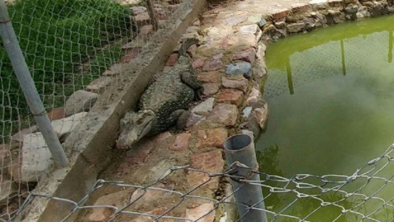 El hombre fue tirado a los cocodrilos tras ser acusado de violar a una joven.