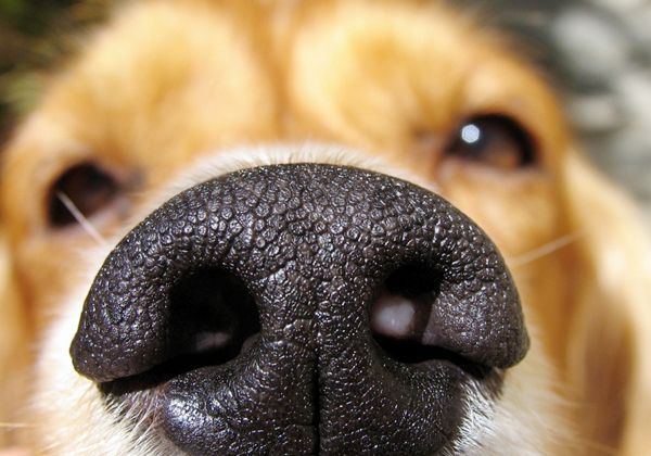 El olfato del perro detecta el cáncer  de próstata