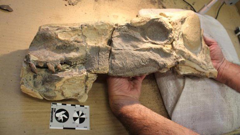 Esqueleto del Isaberrysaurus descubierto en la formación Los Molles. 