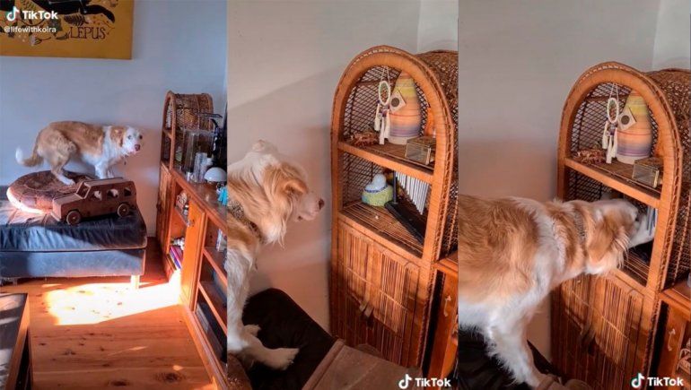 TikTok: tierno perro disfruta de tocar unas campanas de viento