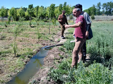 El reúso de efluentes para la forestación productiva El reúso de efluentes para la forestación productiva