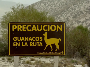 Suelos expuestos por degradación: recordatorio de fragilidad patagónica ante cambios en poblaciones herbívoras. Suelos expuestos por degradación: recordatorio de fragilidad patagónica ante cambios en poblaciones herbívoras.