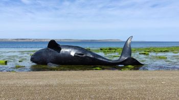 ballenas muertas por una toxina en chubut: aclaran que no hay riesgos para las personas ballenas muertas por una toxina en chubut: aclaran que no hay riesgos para las personas