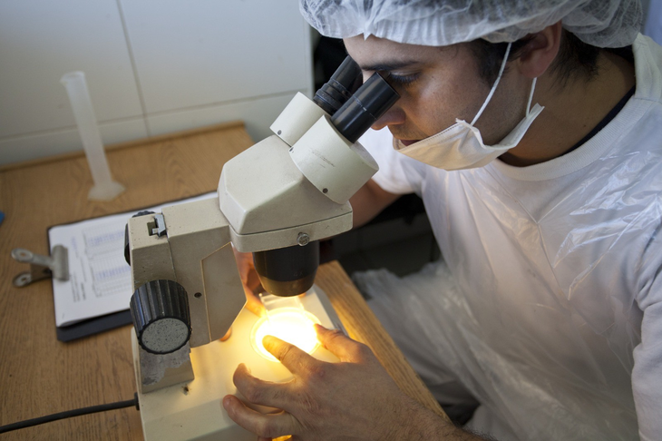 La principal fuente de infección de esta enfermedad para las personas son los cerdos domésticos. Foto: Senasa. La principal fuente de infección de esta enfermedad para las personas son los cerdos domésticos. Foto: Senasa.