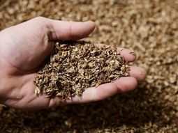 desarrollan alimentos a partir de subproductos de cerveza desarrollan alimentos a partir de subproductos de cerveza