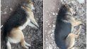 vecinos denuncian una matanza de perros en el labrana