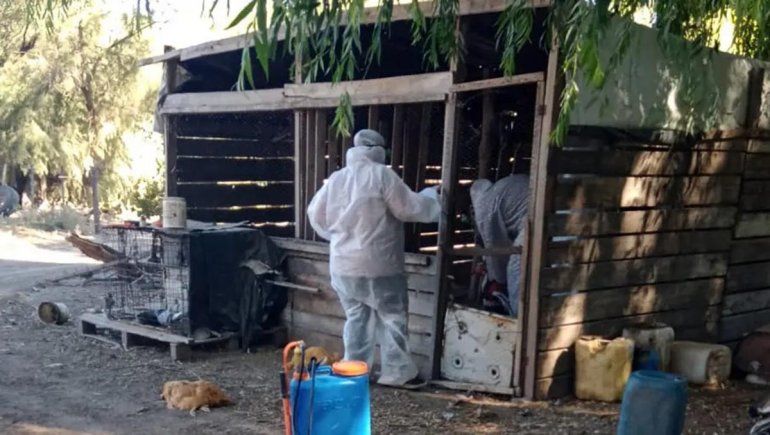 Declaran emergencia en Río Negro por casos de gripe aviar