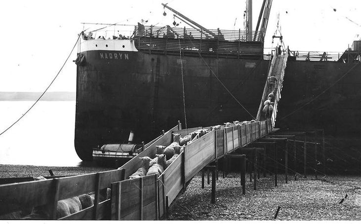 Mucho de los lanares eran transportados en barcos hacia distintos puertos donde estaban las industrias de faena.