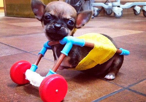 Turbo, el chihuahua de dos patas que lucha por caminar