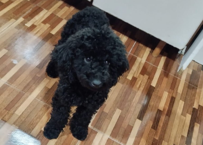 El ladrón se llevó a Junior, luego de no poder abrir la puerta de la casa. El ladrón se llevó a Junior, luego de no poder abrir la puerta de la casa.