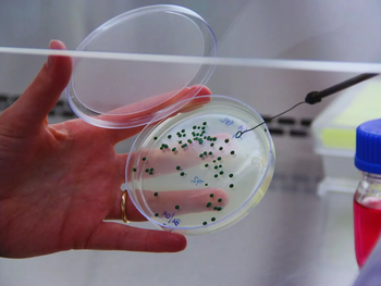 CoMIM del INTA: banco microbiano que resguarda el patrimonio enológico argentino y posiciona innovación global. CoMIM del INTA: banco microbiano que resguarda el patrimonio enológico argentino y posiciona innovación global.