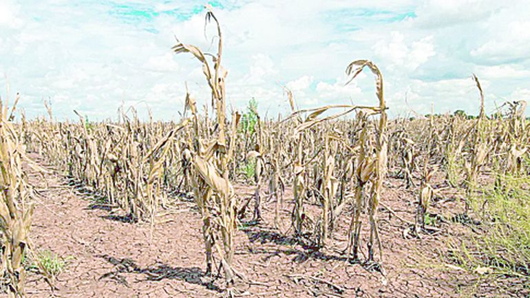 Las sequías ya no son un fenómeno de largo plazo, sino repentino. Las sequías ya no son un fenómeno de largo plazo, sino repentino.