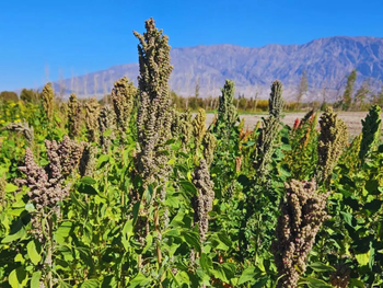 Científicos argentinos probarán semillas en condiciones de radiación y estrés extremo para entender cómo adaptarlas al futuro.