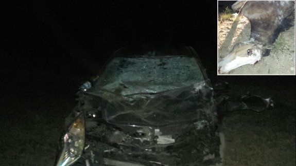 Se les cruzó un caballo suelto y se salvaron de milagro