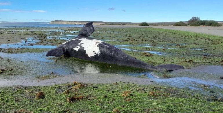 El dato que preocupa en Chubut: 71 ballenas muertas. El dato que preocupa en Chubut: 71 ballenas muertas.