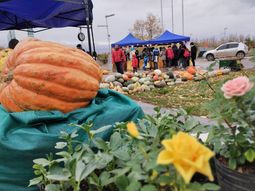 Zapallos de todos colores y tamaños y un puñado de historias que conmueven. Foto: gentileza Zapallos de todos colores y tamaños y un puñado de historias que conmueven. Foto: gentileza